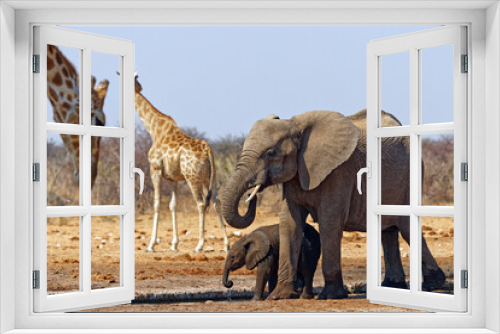 Fototapeta Naklejka Na Ścianę Okno 3D - Elefanten und Giraffen
