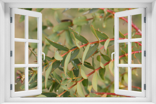 Fototapeta Naklejka Na Ścianę Okno 3D - branche d'eucalyptus