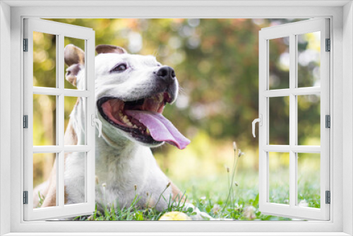 Fototapeta Naklejka Na Ścianę Okno 3D - Portrait of cute terrier dog