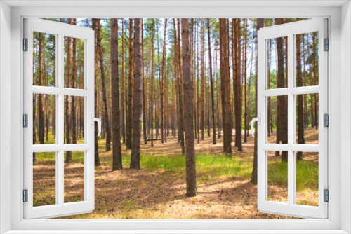 Fototapeta Naklejka Na Ścianę Okno 3D - Pine forest on a summer sunny day