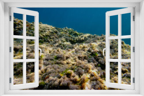 Fototapeta Naklejka Na Ścianę Okno 3D - Fondale marino Riviera dei ciclopi acicastello 8