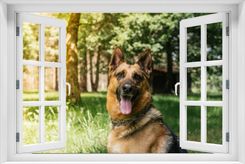 Fototapeta Naklejka Na Ścianę Okno 3D - portrait of dog