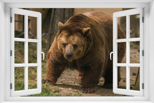 Fototapeta Naklejka Na Ścianę Okno 3D - Brown bear