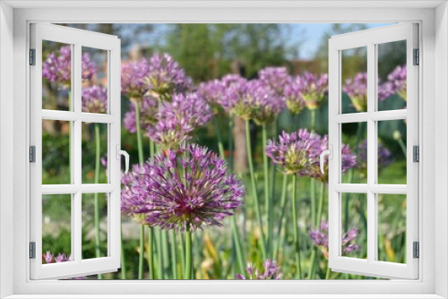 Fototapeta Naklejka Na Ścianę Okno 3D - Blooming ornamental onion, scientific name Allium jesdianum, in the garden