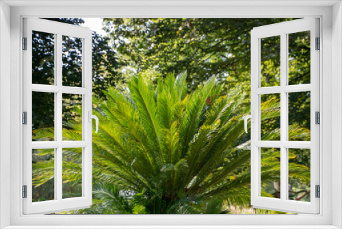 Fototapeta Naklejka Na Ścianę Okno 3D - Cycas revoluta sago palm growing in Luisenpark Mannheim Baden Wurttemburg Germany