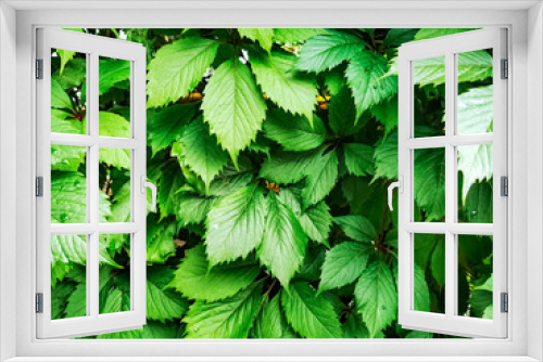 Fototapeta Naklejka Na Ścianę Okno 3D - green vine leaves texture green ivy leaves wall background. nature texture plants