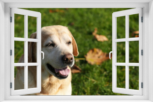 Fototapeta Naklejka Na Ścianę Okno 3D - Happy yellow Labrador on green grass outdoors. Space for text