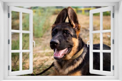 Fototapeta Naklejka Na Ścianę Okno 3D - Portrait of a German Shepherd puppy.