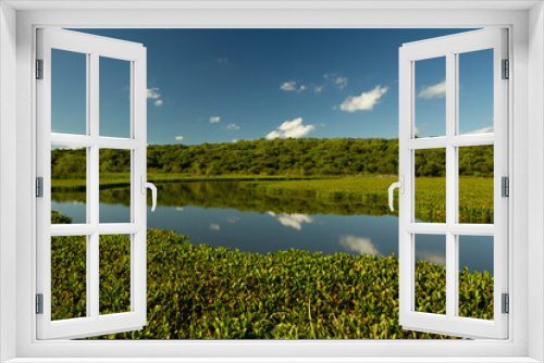Fototapeta Naklejka Na Ścianę Okno 3D - Panorama view of the lake and vegetation in Pre Delta national park. The Eichornia azurea aquatic plant colony, also known as Water Hyacinth, the tropical forest and clear sky reflected in the water.