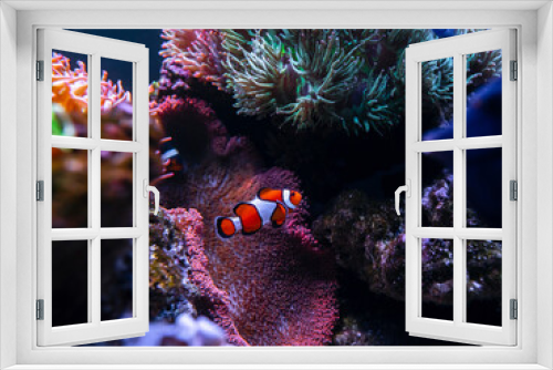 Fototapeta Naklejka Na Ścianę Okno 3D - Clownfish or anemonefish  is marine fish live in the coral reef under the sea. Swimming In Aquarium. selective focus and selective white balance