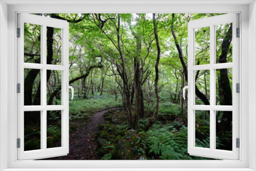 Fototapeta Naklejka Na Ścianę Okno 3D - a refreshing summer forest with a path