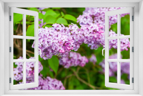 Fototapeta Naklejka Na Ścianę Okno 3D - Lilac flowers close up. Syringa vulgaris. Blooming lilac.