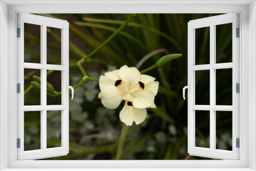 Fototapeta Naklejka Na Ścianę Okno 3D - Exotic flowers blooming in the garden. Closeup view of Dietes bicolor, also known as Yellow Wild Iris, colorful flower, blooming in the park. 