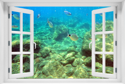 Fototapeta Naklejka Na Ścianę Okno 3D - Underwater world of Mediterranean Sea. Near Marmaris, Turkey