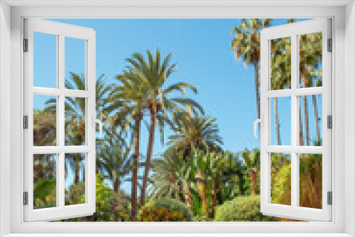 Fototapeta Naklejka Na Ścianę Okno 3D - Beautiful garden with tall palm trees, robust succulents and tropical shrubs, luxuriant and tranquil landscape with a path passing through, mild plant shadows on the ground and perfectly groomed grass
