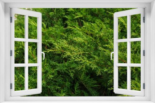 Fototapeta Naklejka Na Ścianę Okno 3D - Green juniper branches in botanical garden