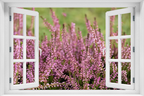 Fototapeta Naklejka Na Ścianę Okno 3D - Heather shrubs with beautiful flowers outdoors, closeup