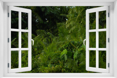 Fototapeta Naklejka Na Ścianę Okno 3D - fern in the forest