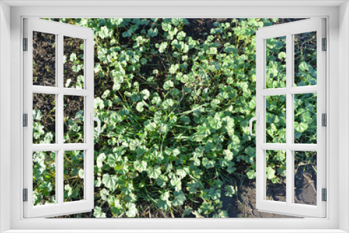 Fototapeta Naklejka Na Ścianę Okno 3D - Mallow (Malva pusilla, Malva rotundifolia) grows in nature in summer