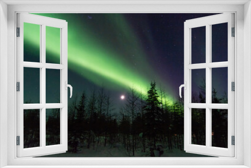 Fototapeta Naklejka Na Ścianę Okno 3D - The northern lights shine strong over top of the boreal forest spruce trees near Churchill, Manitoba, Canada