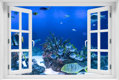 Fototapeta Naklejka Na Ścianę Okno 3D - 水族館　熱帯魚　サンゴ　水槽