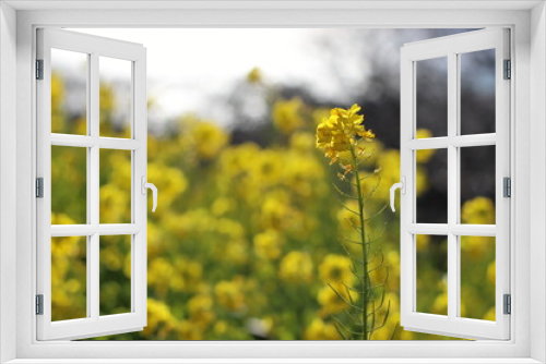 Fototapeta Naklejka Na Ścianę Okno 3D - 菜の花の風景