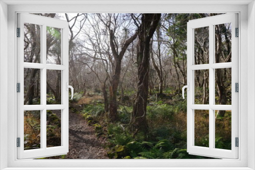 Fototapeta Naklejka Na Ścianę Okno 3D - a forest path through bare trees