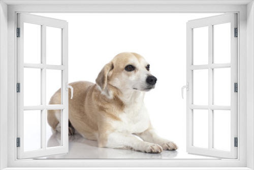 Fototapeta Naklejka Na Ścianę Okno 3D - Mixed breed dog - Mischlingshund