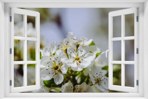 Fototapeta Naklejka Na Ścianę Okno 3D - Shallow depth of field (selective focus) details with plum tree flowers during a sunny spring day.