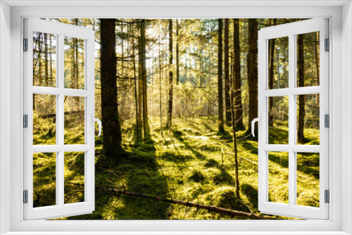 Fototapeta Naklejka Na Ścianę Okno 3D - Kefer Wald Bayern Moos Sonnenstrahlen 