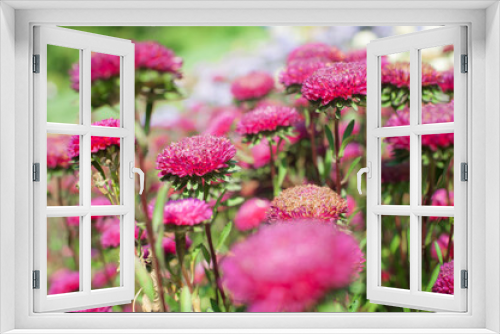 Fototapeta Naklejka Na Ścianę Okno 3D - Artistic closeup of beautiful pink fresh flowers on natural meadow