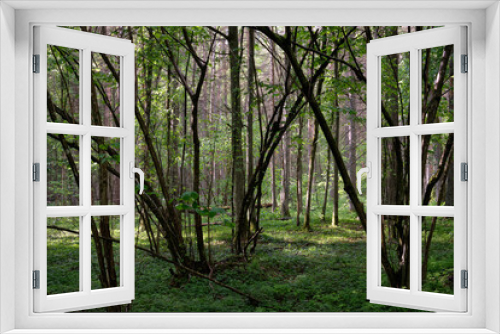 Fototapeta Naklejka Na Ścianę Okno 3D - Springtime deciduous tree stand with hornbeams and oaks