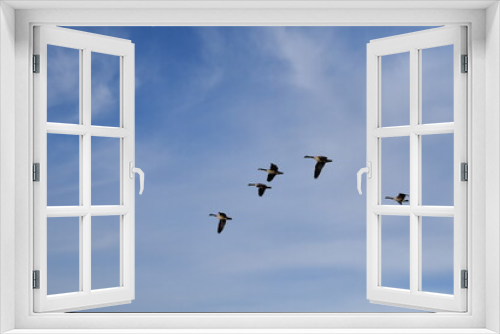 Fototapeta Naklejka Na Ścianę Okno 3D - Geese in a Cloudy Blue Sky