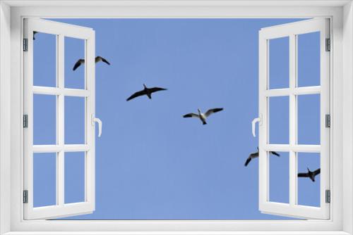 Fototapeta Naklejka Na Ścianę Okno 3D - Geese in a Blue Sky