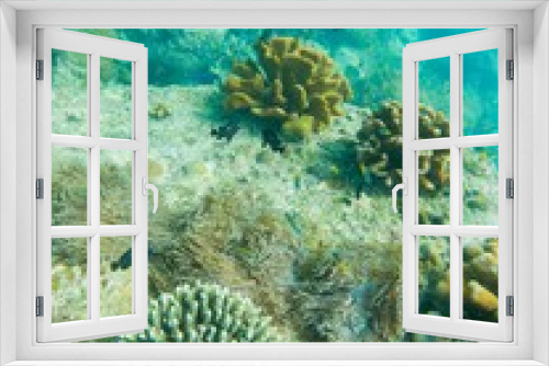 Fototapeta Naklejka Na Ścianę Okno 3D - free dive, Coral, Phuket Sea, swarm of fish, underwater