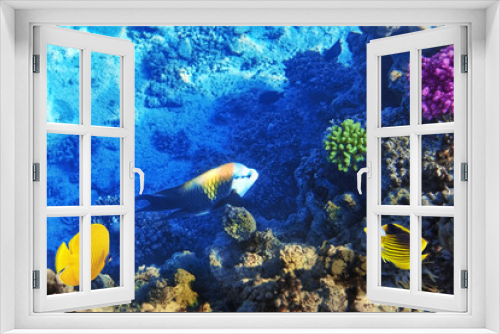 Fototapeta Naklejka Na Ścianę Okno 3D - Coral and fish in the Red Sea. Egypt, Africa.