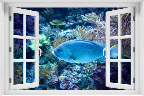 Fototapeta Naklejka Na Ścianę Okno 3D - anemone underwater