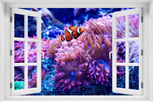 Fototapeta Naklejka Na Ścianę Okno 3D - beautiful anemone underwater