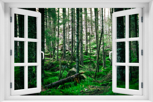 Fototapeta Naklejka Na Ścianę Okno 3D - Zielony las w górach