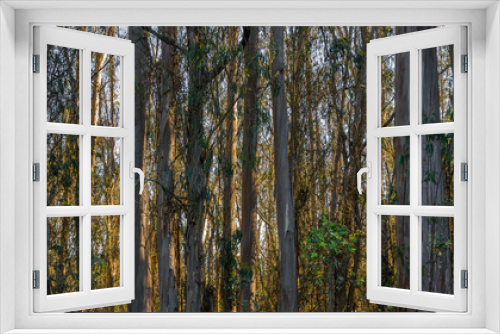 Fototapeta Naklejka Na Ścianę Okno 3D - Eucalyptus trees tall and strong in the Mt.Tam mountains
