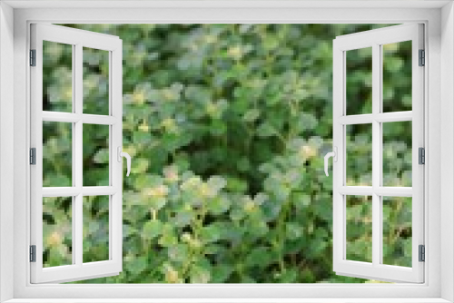 Fototapeta Naklejka Na Ścianę Okno 3D - background of green plants