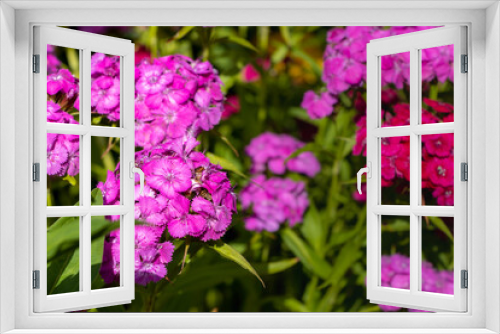 Fototapeta Naklejka Na Ścianę Okno 3D - Dianthus barbatus (Sweet William's) in garden. Purple flowers dianthus barbatus in natural background.