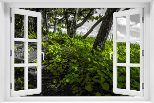 Fototapeta Naklejka Na Ścianę Okno 3D - 晴れた日の木陰の風景