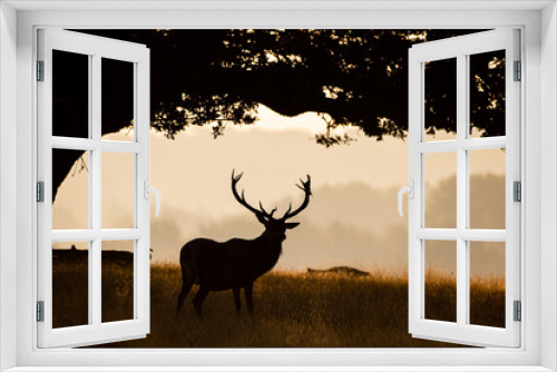 Fototapeta Naklejka Na Ścianę Okno 3D - Red deer stag in the early morning in a park in London