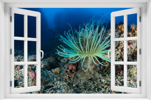 Fototapeta Naklejka Na Ścianę Okno 3D - Anemone tube (Cerianthus membranaceus) in the sea bottom