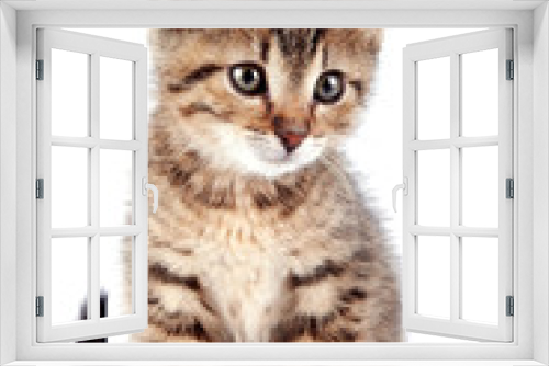 Fototapeta Naklejka Na Ścianę Okno 3D - The striped kitten