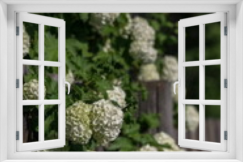 Fototapeta Naklejka Na Ścianę Okno 3D - decorative viburnum, white 