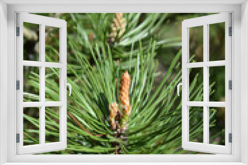 Fototapeta Naklejka Na Ścianę Okno 3D - Dwarf mountain pine
