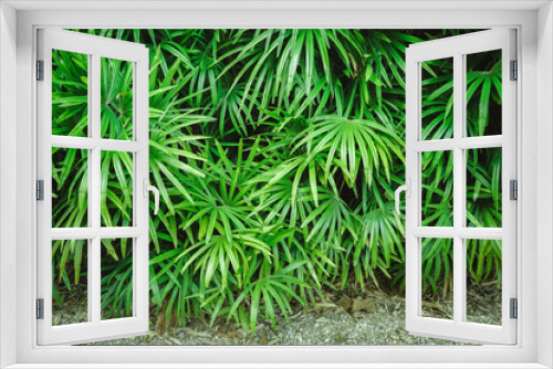 Fototapeta Naklejka Na Ścianę Okno 3D - Natural green tropical bamboo palm leaf background with vintage filter
