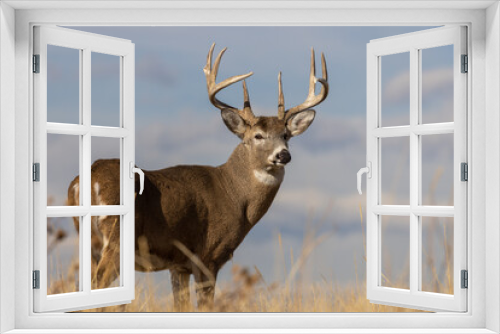 Fototapeta Naklejka Na Ścianę Okno 3D - Buck Whitetail Deer in Autumn in Colorado